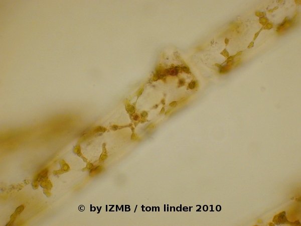 Cladophora hematoxylin staining