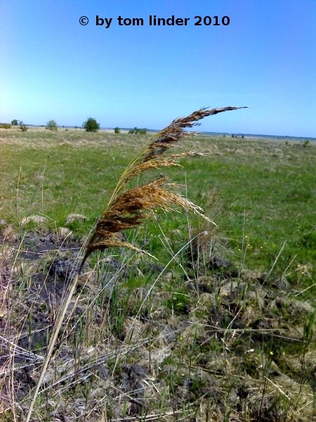 Grasses in the Gellen